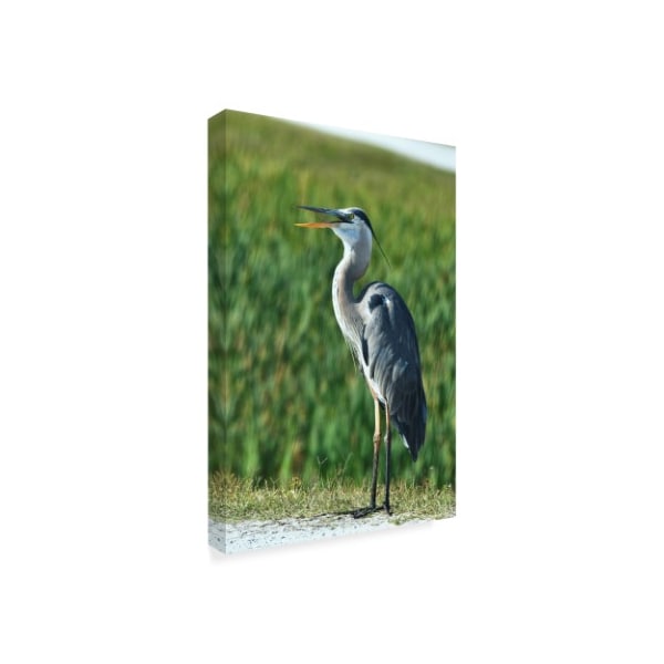 Robert Michaud 'Great Blue Heron Portrait' Canvas Art,22x32